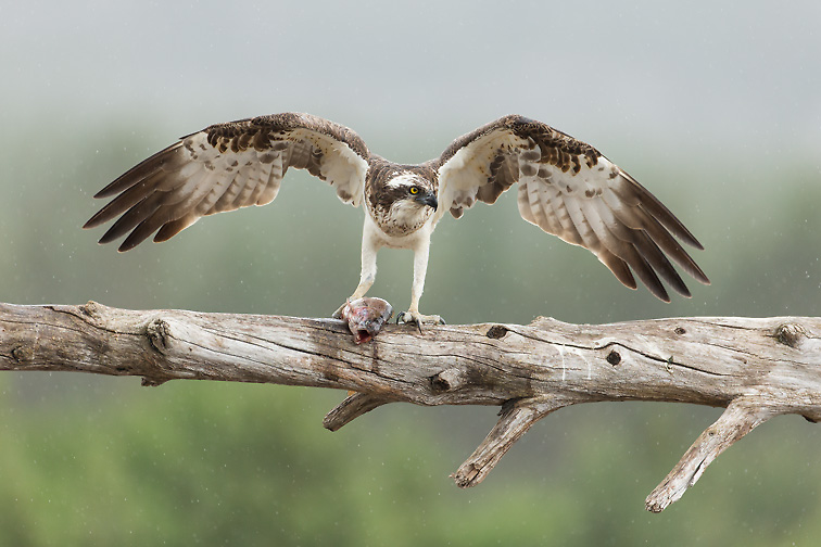 Osprey (Pandion haliaetus) adult male with fish, perched with wings raised